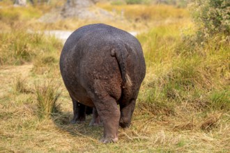 Hippopotamus (Hippopatamus amphibius), grazing in a meadow from behind, animal portrait, Okavango
