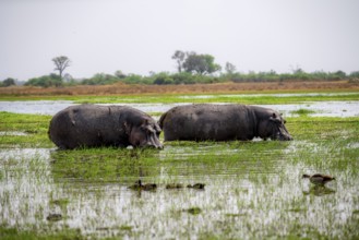 Hippos (Hippopatamus amphibius) grazing in the shallow water of a lake, Okavango Delta, Moremi Game