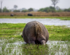 Hippopotamus (Hippopatamus amphibius), grazing in the shallow water of a lake, from behind,