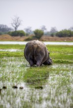 Hippopotamus (Hippopatamus amphibius), grazing in the shallow water of a lake, from behind,