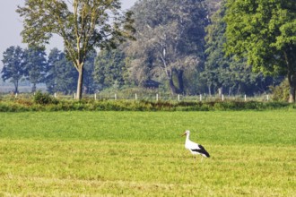 A stork (Ciconiidae) stands in a meadow in front of a row of trees in a rural setting, Steinhude,
