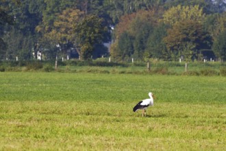 A single stork (Ciconiidae) stands in a green meadow against a wooded background, Steinhude