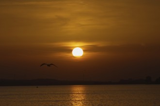 Tranquil scene with sunset and bird flying over the sea in orange light, Steinhude, Steinhuder Meer
