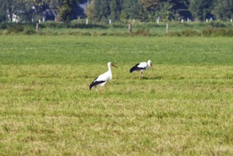 Two storks stand on a green field in a quiet landscape, Steinhude