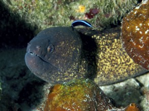 Moray eel, sooty moray eel (Gymnothorax flavimarginatus) hides in the reef and is cared for by a