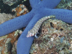 A small sand perch, blackspotted sand perch (Parapercis millepunctata), rests next to a large blue