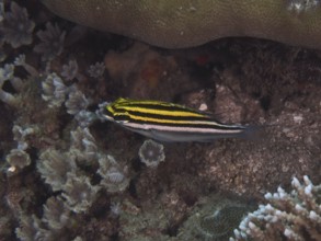 A striped fish, sash snapper (Scolopsis bilineata), swims over corals. Dive site Spice Reef,