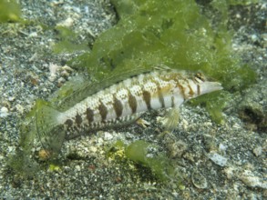 A sand perch, blackspotted sand perch (Parapercis millepunctata) over a sandy substrate with green