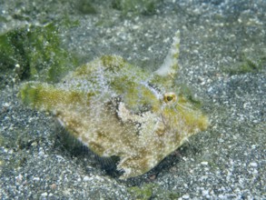 A filefish, seagrass filefish (Acreichthys tomentosus) swims over a gravelly bottom. Dive site
