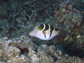 Fish with a distinctive pattern, saddle point pufferfish (Canthigaster valentini), swimming over