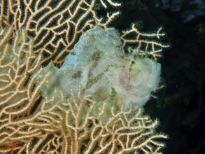 A fish, rocking fish (Taenianotus triacanthus), is well camouflaged on a soft coral. Dive site
