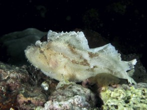 A white fish, rocking fish (Taenianotus triacanthus), on a coral reef. Dive site Pidada,