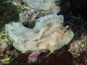 A pale-coloured fish, rocking fish (Taenianotus triacanthus), rests on coral. Dive site Pidada,
