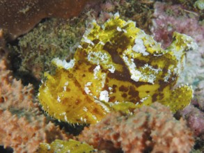 A yellow fish with camouflage pattern, rocking fish (Taenianotus triacanthus), between corals. Dive