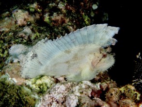A flat, transparent-looking fish, rocking fish (Taenianotus triacanthus), on a coral reef. Dive