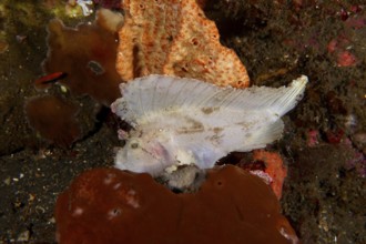 A white fish, rocking fish (Taenianotus triacanthus), rests between colourful corals on the seabed.