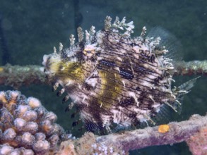 A camouflaged filefish with a fascinating pattern, jewellery filefish (Chaetodermis