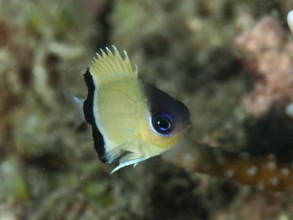 Small damselfish, blackband damselfish (Pycnochromis retrofasciatus) swimming in the coral reef.