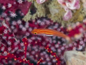 A bright red fish, black-bellied goby (Eviota atriventris), swims in colourful corals. Dive site