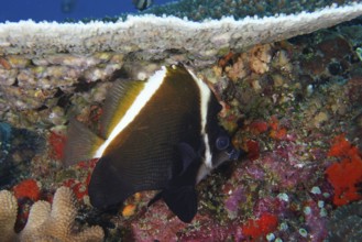 A black and white fish, Horned bannerfish (Heniochus varius), swims in a lively underwater area.
