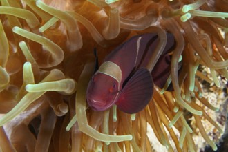 Red fish, velvet anemonefish, spiny anemonefish (Amphiprion biaculeatus), between green and brown
