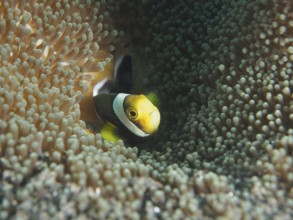 A clownfish, saddle spot anemonefish (Amphiprion polymnus), hides between the tentacles of an