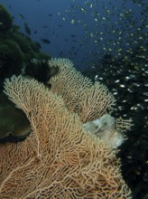 A well-camouflaged fish, a rocking fish (Taenianotus triacanthus), lurks for prey in a giant fan