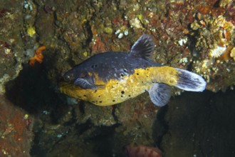 A colourful fish with yellow and black spots, blackspotted pufferfish (Arothron nigropunctatus),