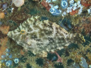 A fish with complex patterns, seagrass filefish (Acreichthys tomentosus), surrounded by corals and