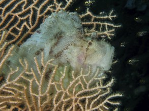 Camouflaged fish, rocking fish (Taenianotus triacanthus) in a soft coral. Dive site Pidada,