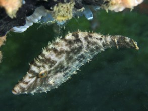 A filefish, seagrass filefish (Acreichthys tomentosus), in front of a green background. Dive site