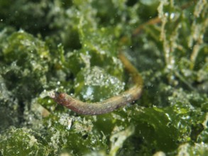 A Nilsson's pipefish, spiny-snouted pipefish (Halicampus spinirostris) in the shelter of lush