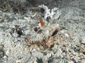 A camouflaged spiny devil fish (Inimicus didactylus) lies almost invisible on the sandy seabed.