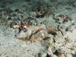A spiny devil fish (Inimicus didactylus), well camouflaged, lies hidden in the sand. Dive site