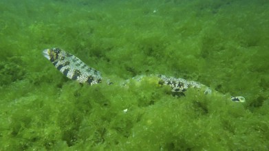 An elongated moray eel, star-spotted moray eel (Echidna nebulosa), moves hidden through dense algae