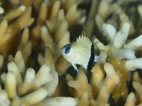 Small, black and white damselfish, blackbanded damselfish (Pycnochromis retrofasciatus), swimming