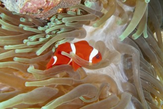 Orange skunk clownfish with white stripes, velvet anemonefish, spiny anemonefish (Amphiprion