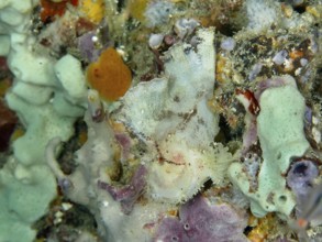 Camouflaged fish, rocking fish (Taenianotus triacanthus), almost invisible between colourful corals