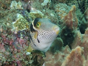 A colourful pufferfish with a striking pattern, saddle point pufferfish (Canthigaster valentini),