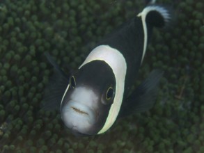 A fish with a striking black and white pattern, saddle spot anemonefish (Amphiprion polymnus),