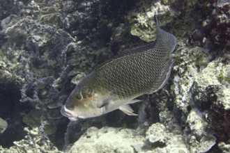 Fish with dark, textured scales, black-eyed fatlip (Hemigymnus melapterus), swimming near a reef.