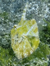 A fish with a spiny fin, seagrass filefish (Acreichthys tomentosus), camouflages itself on the
