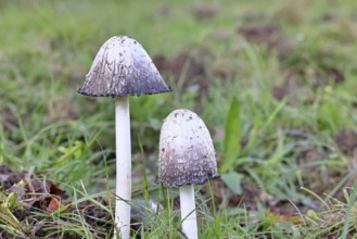 Crested tintling (Coprinus comatus), at the edge of the forest, fruiting body with cap, close-up,