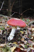 Red fly agaric (Amanita muscaria), fruiting body, in autumn leaves, dark background, close-up,