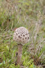 Parasol mushroom, Parasol or giant umbrella mushroom (Macrolepiota procera), closed cap, in a