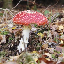 Red fly agaric (Amanita muscaria), fruiting body, in autumn leaves, close-up, Wilnsdorf, North