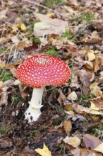 Red fly agaric (Amanita muscaria), fruiting body, in autumn leaves, close-up, Wilnsdorf, North