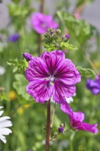Common mallow (Malva sylvestris), flower in a meadow, medicinal plant, aromatic plant, medicinal
