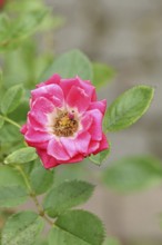 Rose blossom (Rosa sp.), red open flower, in a garden, Wilnsdorf, North Rhine-Westphalia, Germany