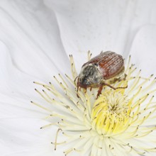 Cockchafer, field cockchafer (Melolontha melolontha), female on a clematis flower, Wilnsdorf, North